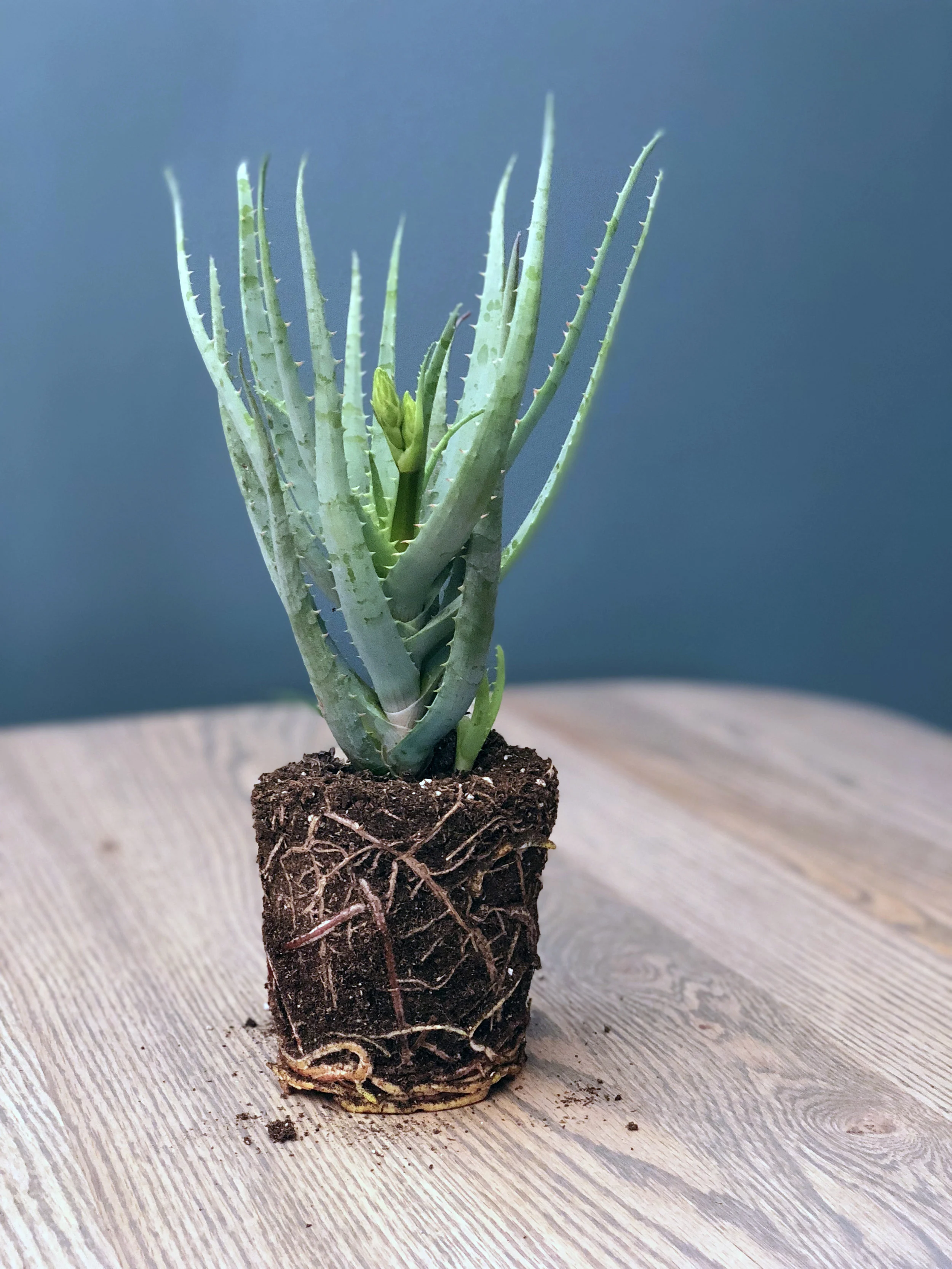 A Guide to Succulents and Cacti — Seattle's Favorite Garden Store